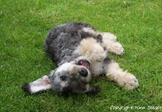 Alanus 05062006-2a.jpg - ASCII